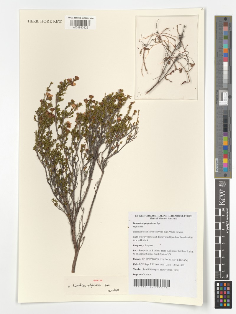 Balaustion polyandrum