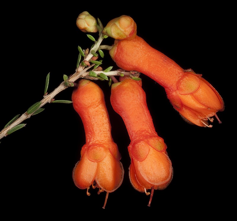 Balaustion pulcherrimum
