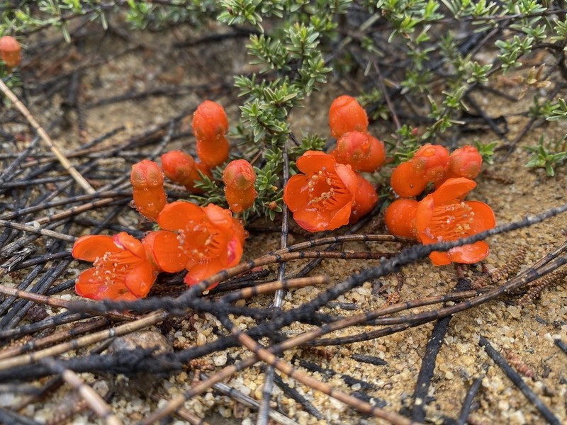 Balaustion pulcherrimum photo 2
