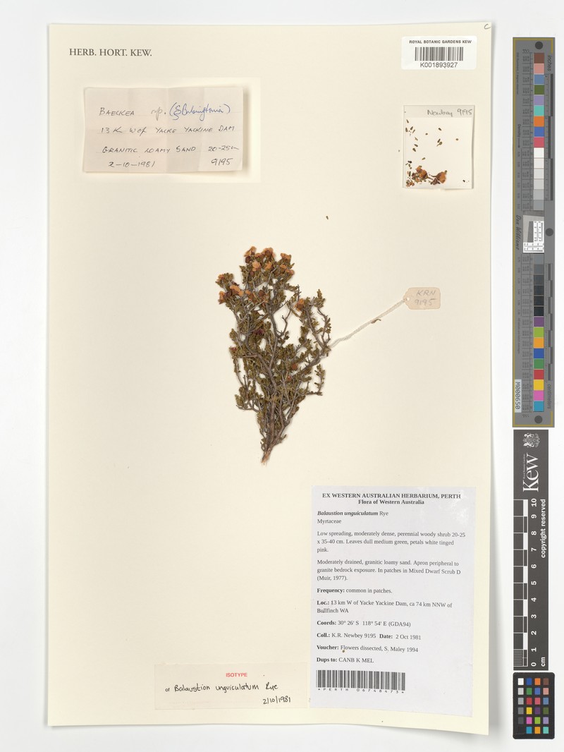 Balaustion unguiculatum
