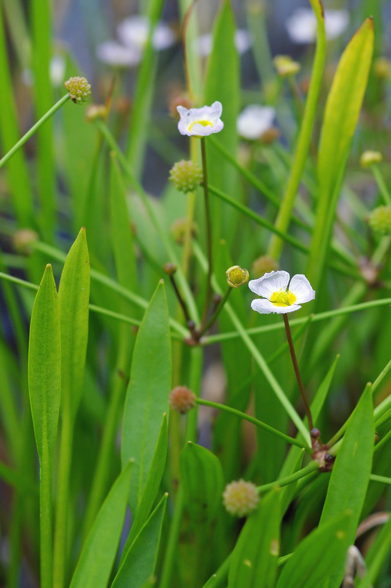 Lesser Waterplantain