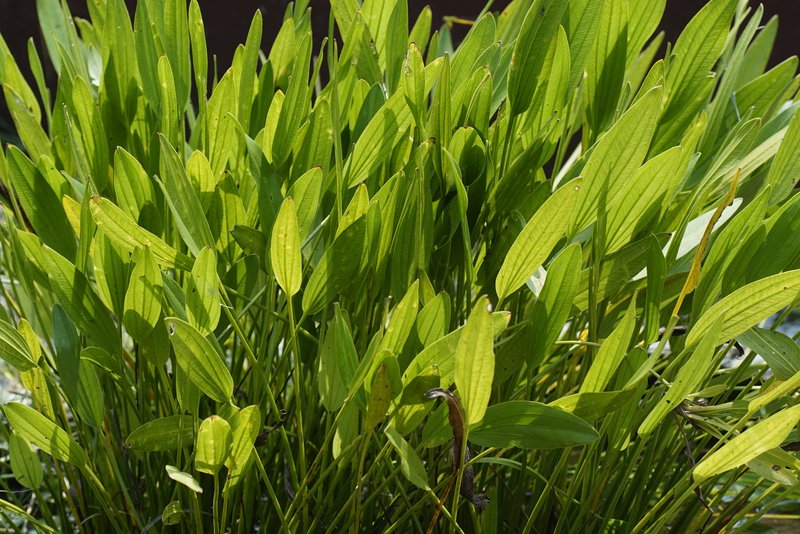Lesser Waterplantain photo 2