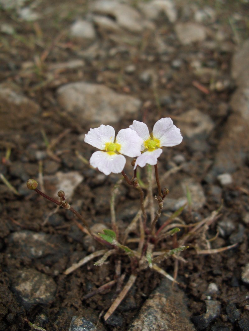Lesser Waterplantain photo 3
