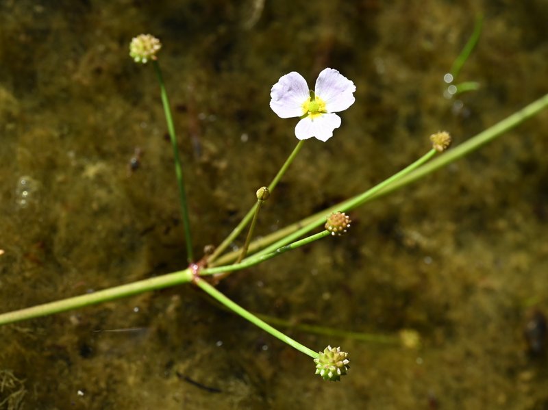 Lesser Waterplantain photo 4