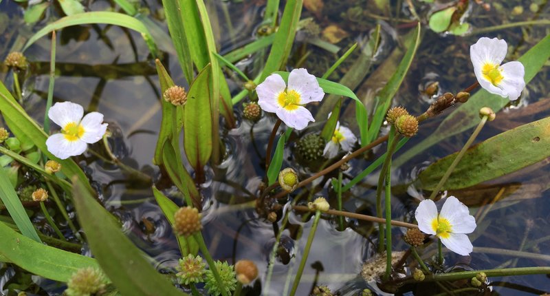 Lesser Waterplantain photo 5