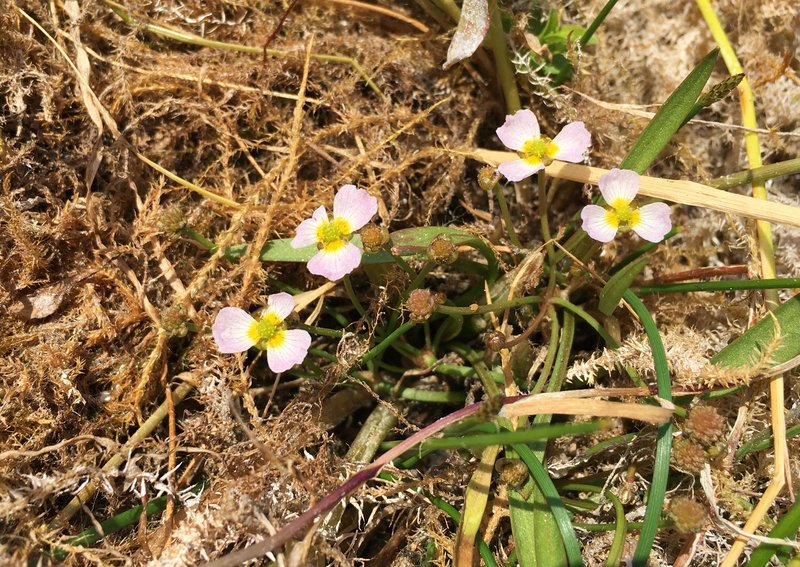 Lesser Waterplantain photo 6