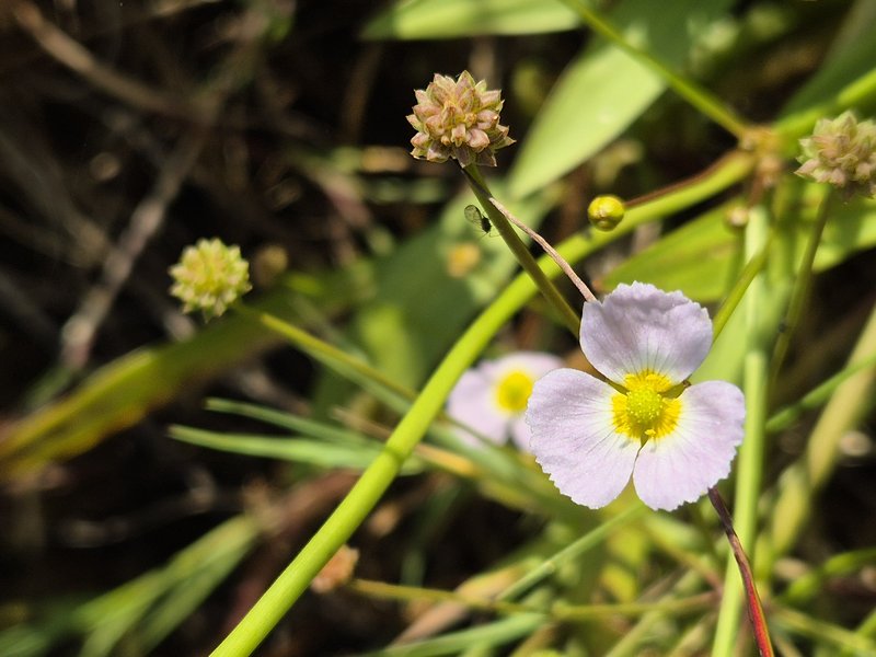 Lesser Waterplantain photo 7