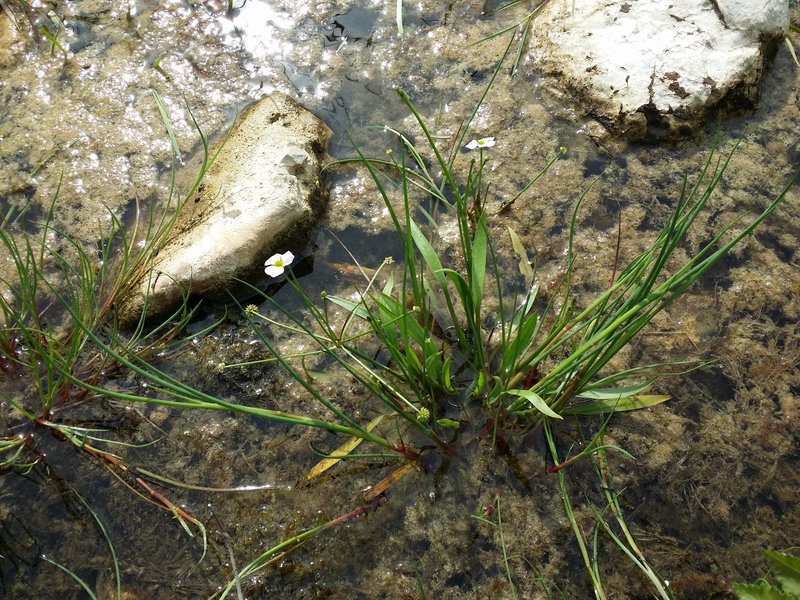 Lesser Waterplantain photo 8