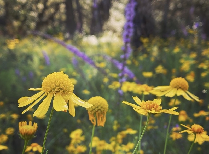Coastal Plain Honeycombhead photo 2