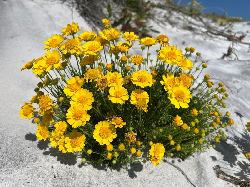 Coastal Plain Honeycombhead photo 3
