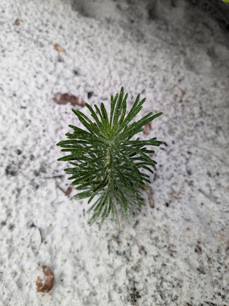 Coastal Plain Honeycombhead photo 4