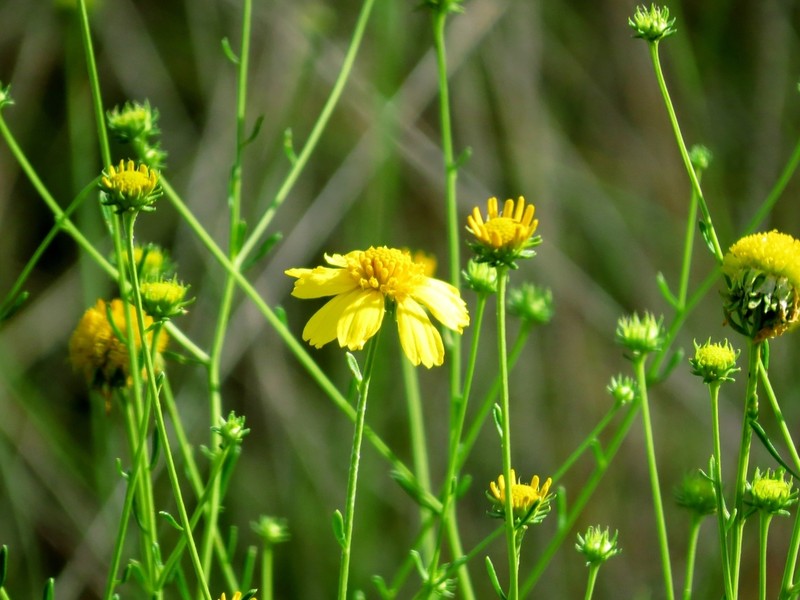 Coastal Plain Honeycombhead photo 5