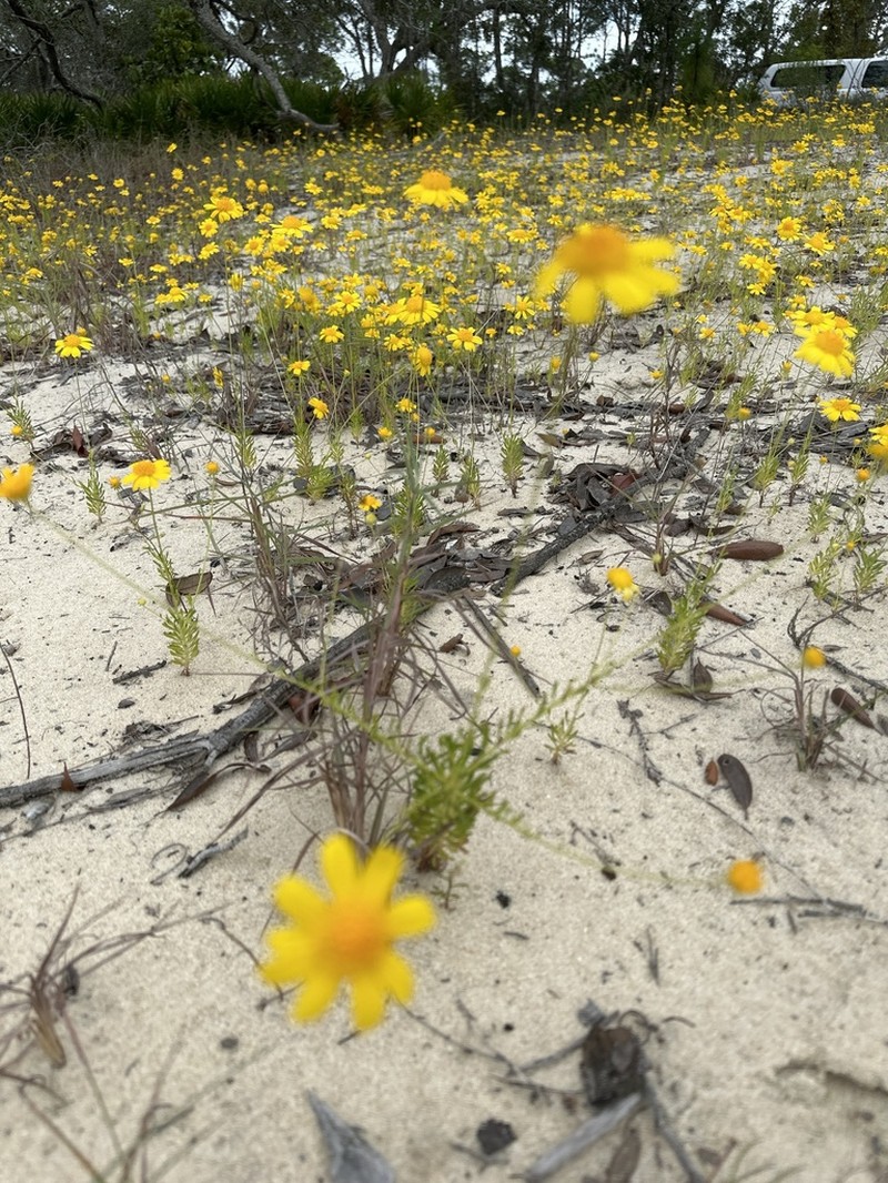 Coastal Plain Honeycombhead photo 6
