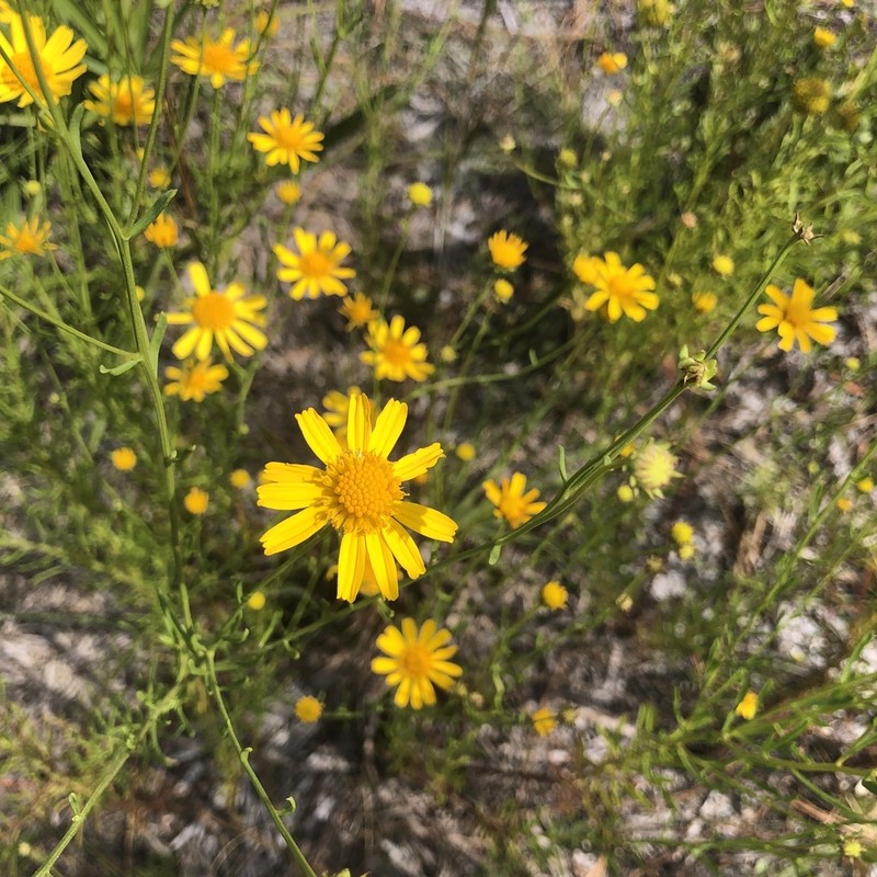 Coastal Plain Honeycombhead photo 7