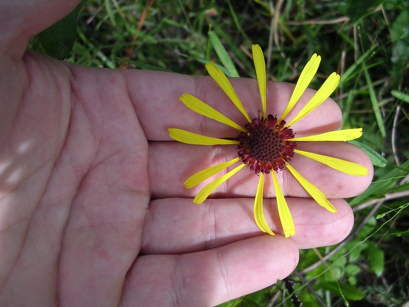 Purpledisk Honeycombhead