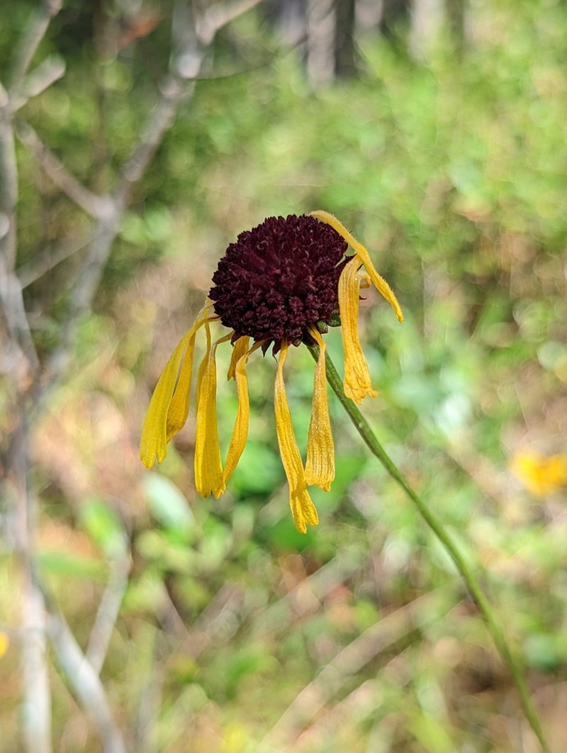 Purpledisk Honeycombhead photo 7