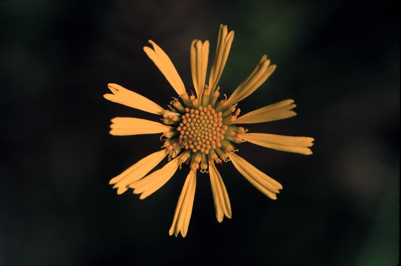 Oneflower Honeycombhead photo 2