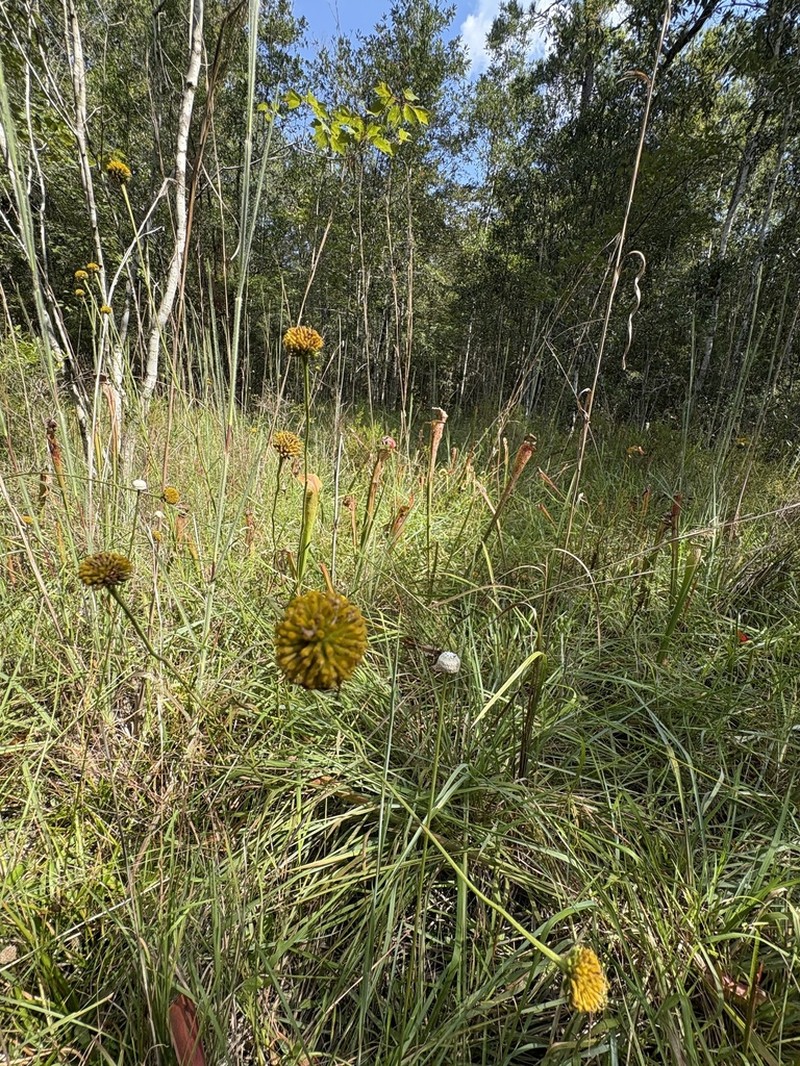 Oneflower Honeycombhead photo 3