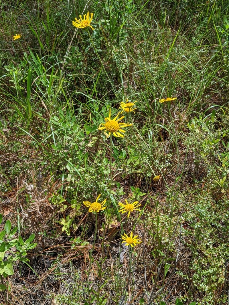Oneflower Honeycombhead photo 4