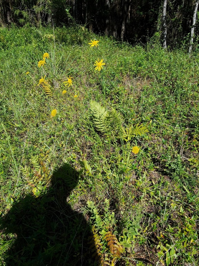 Oneflower Honeycombhead photo 5
