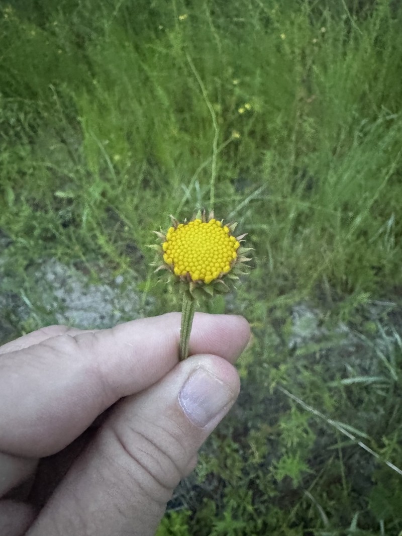 Oneflower Honeycombhead photo 6