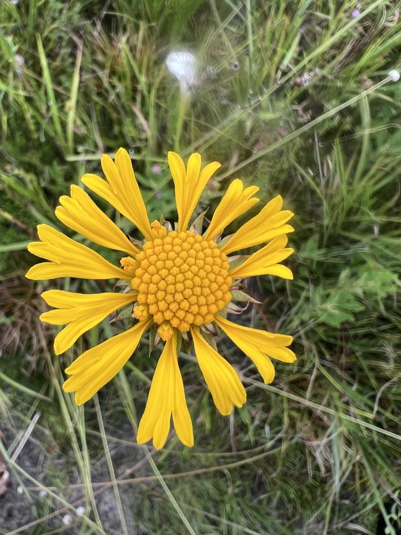 Oneflower Honeycombhead photo 7