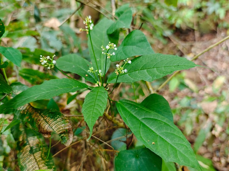 Baliospermum calycinum