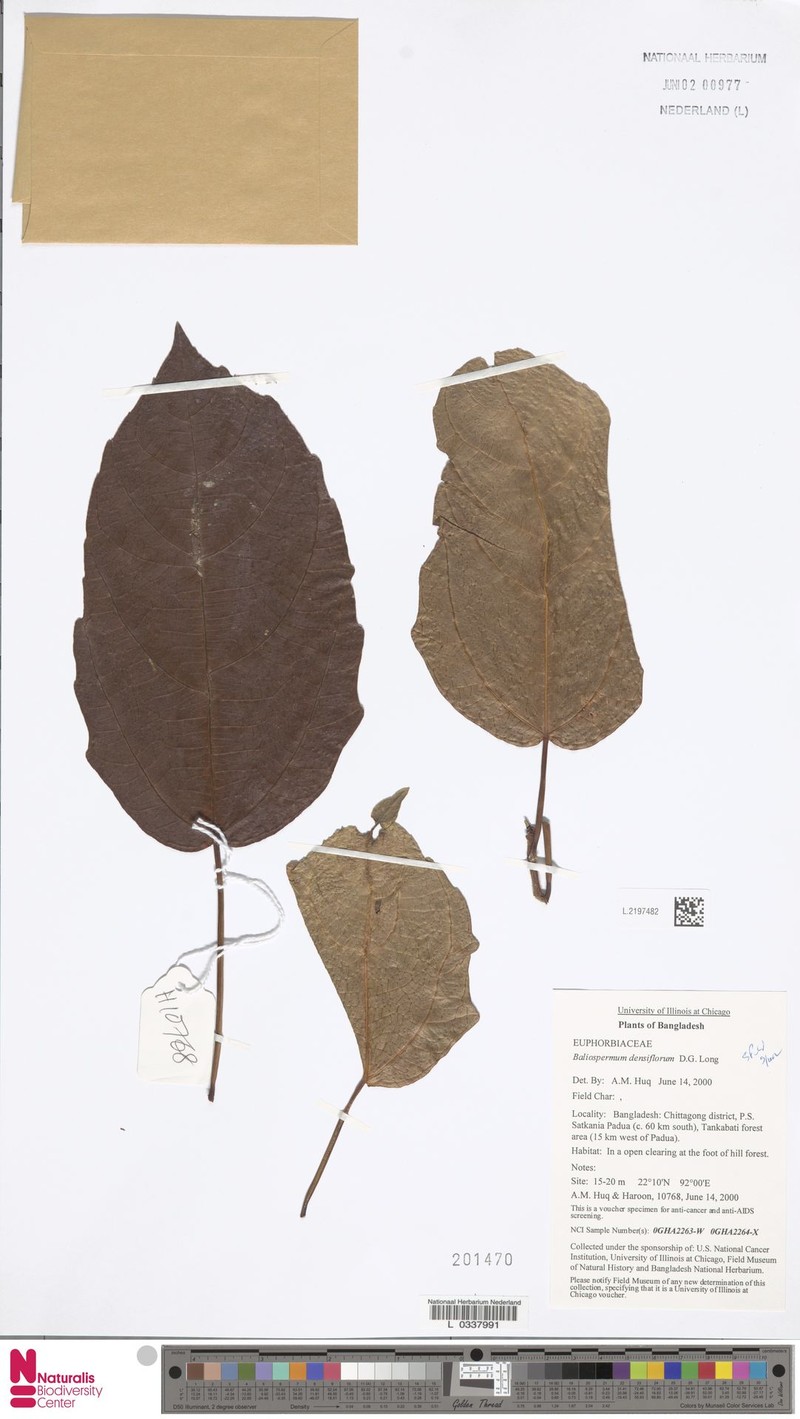 Baliospermum calycinum var. densiflorum