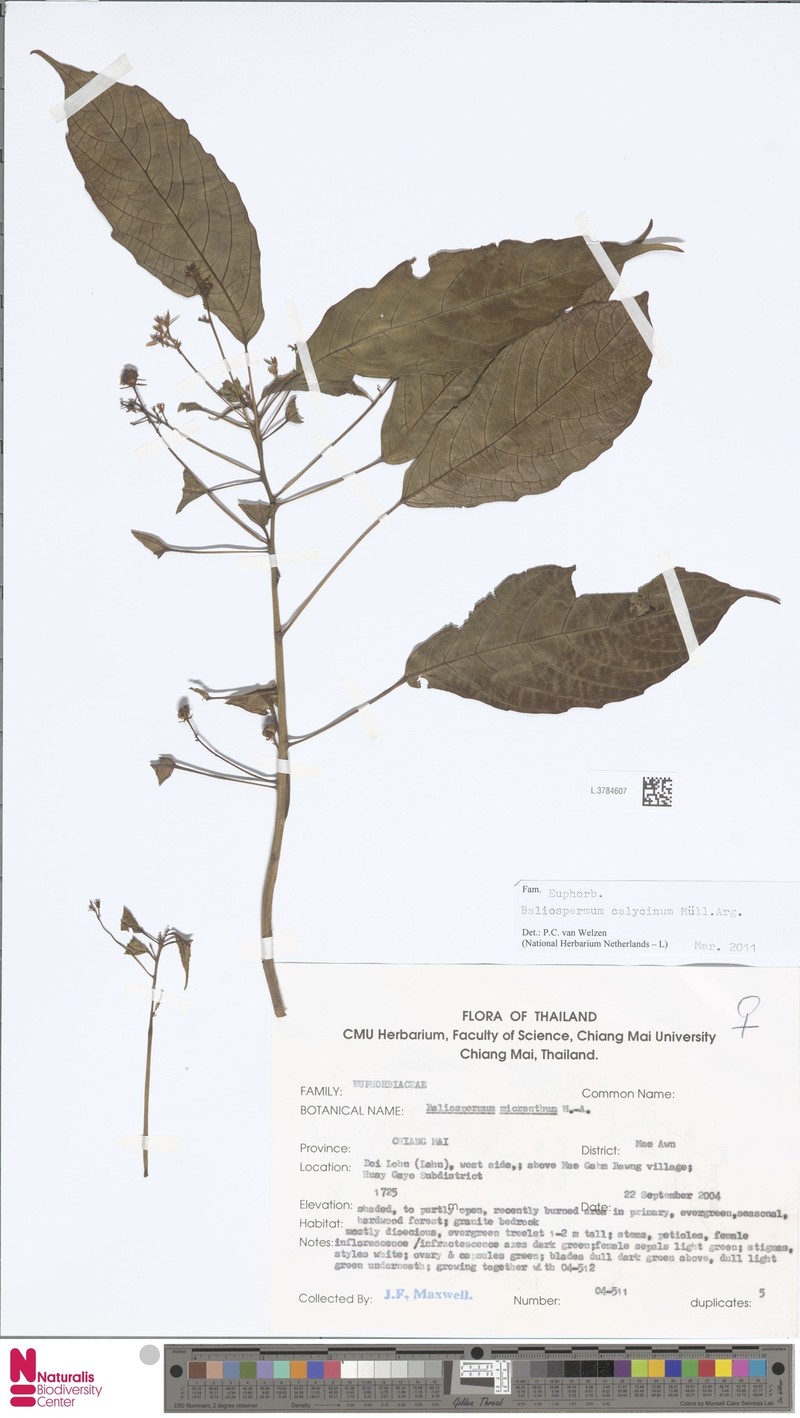Baliospermum calycinum var. micranthum