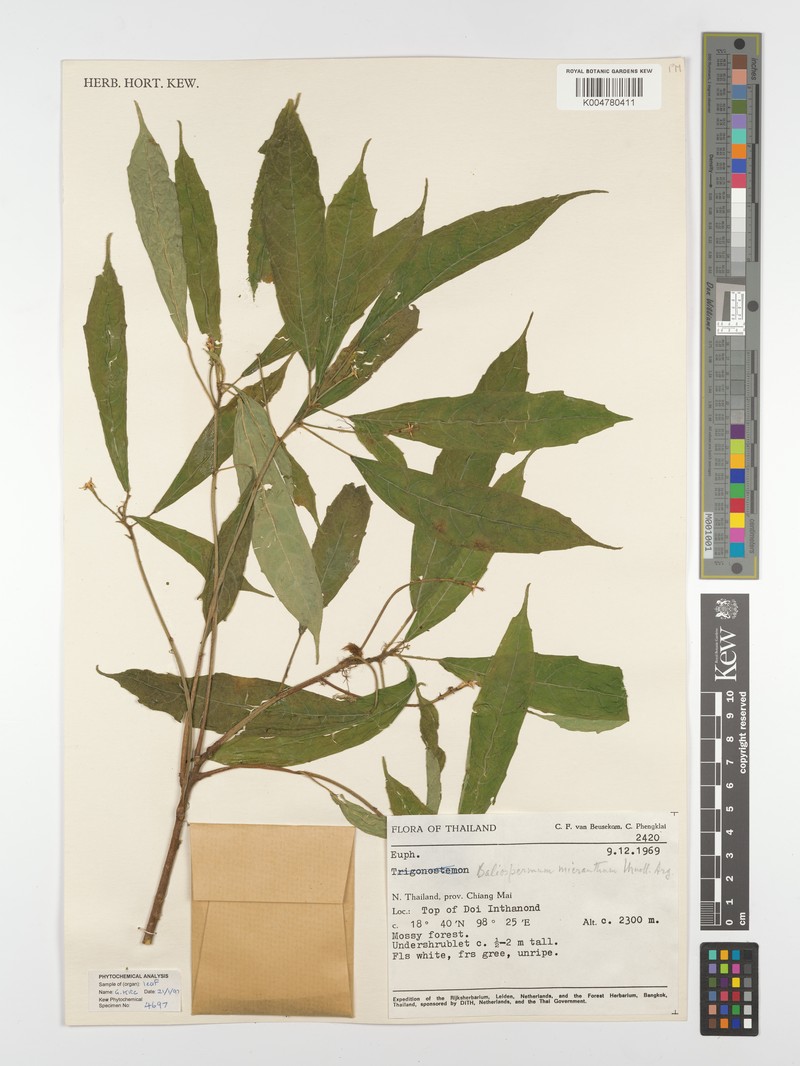 Baliospermum calycinum var. micranthum photo 2