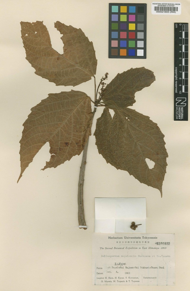 Baliospermum calycinum var. nepalense