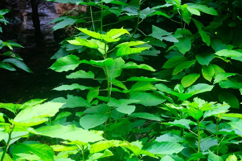Baliospermum solanifolium
