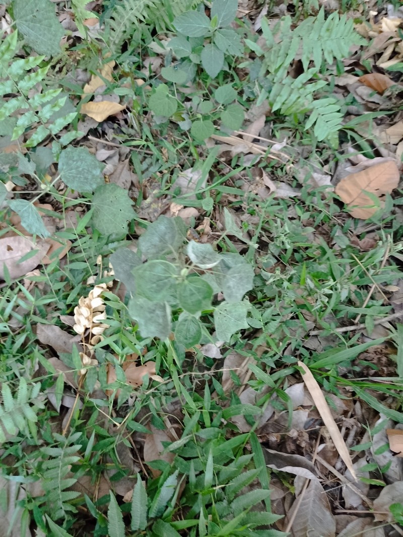 Baliospermum solanifolium photo 2