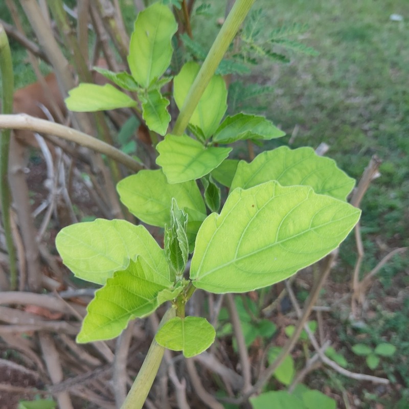 Baliospermum solanifolium photo 3