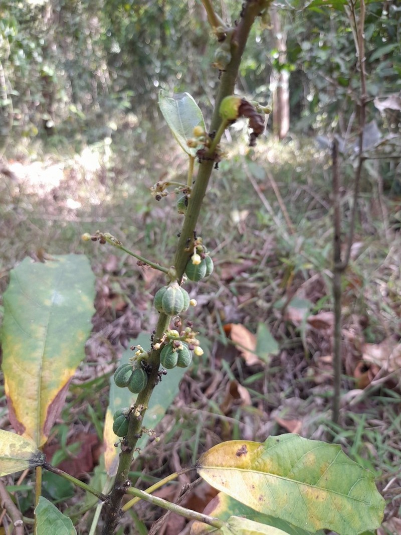 Baliospermum solanifolium photo 4