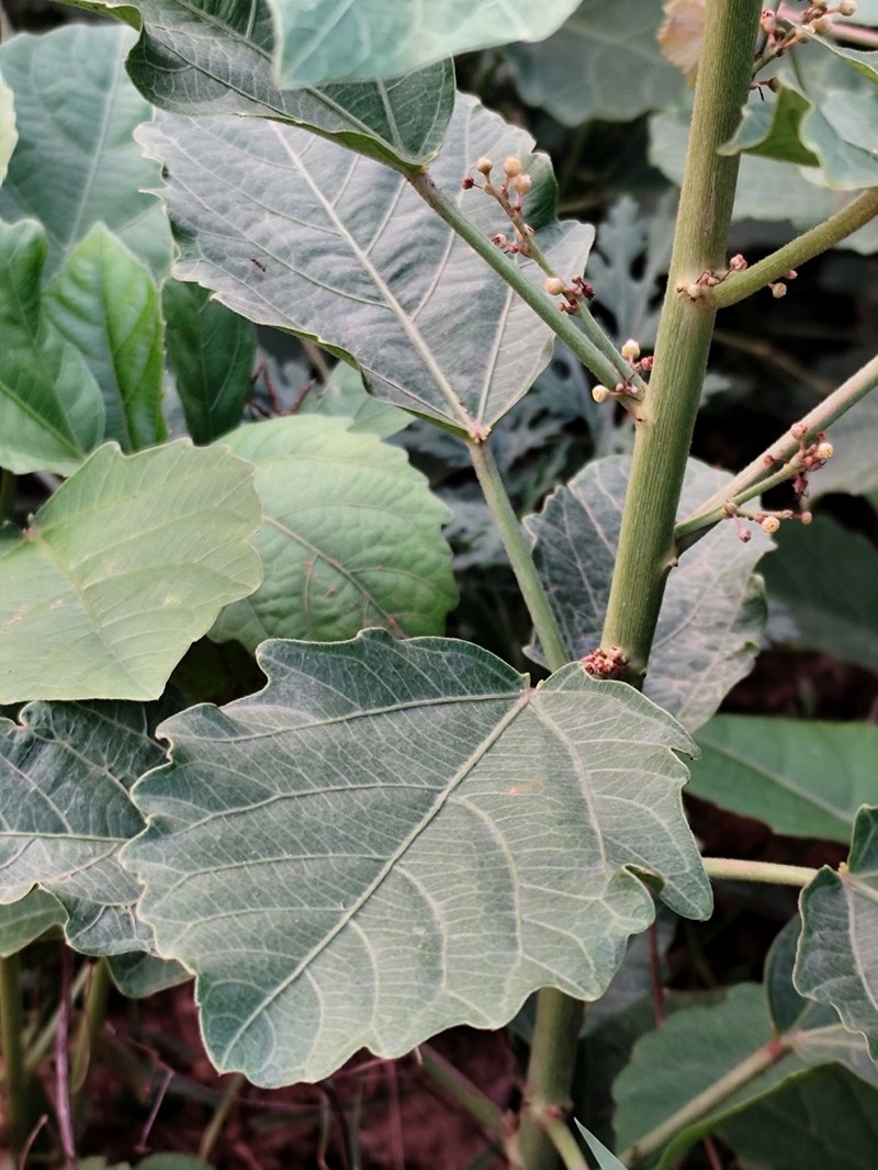 Baliospermum solanifolium photo 5