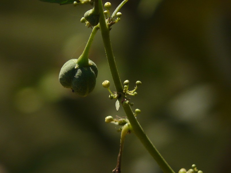 Baliospermum solanifolium photo 6