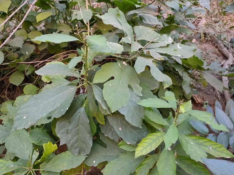 Baliospermum solanifolium photo 7