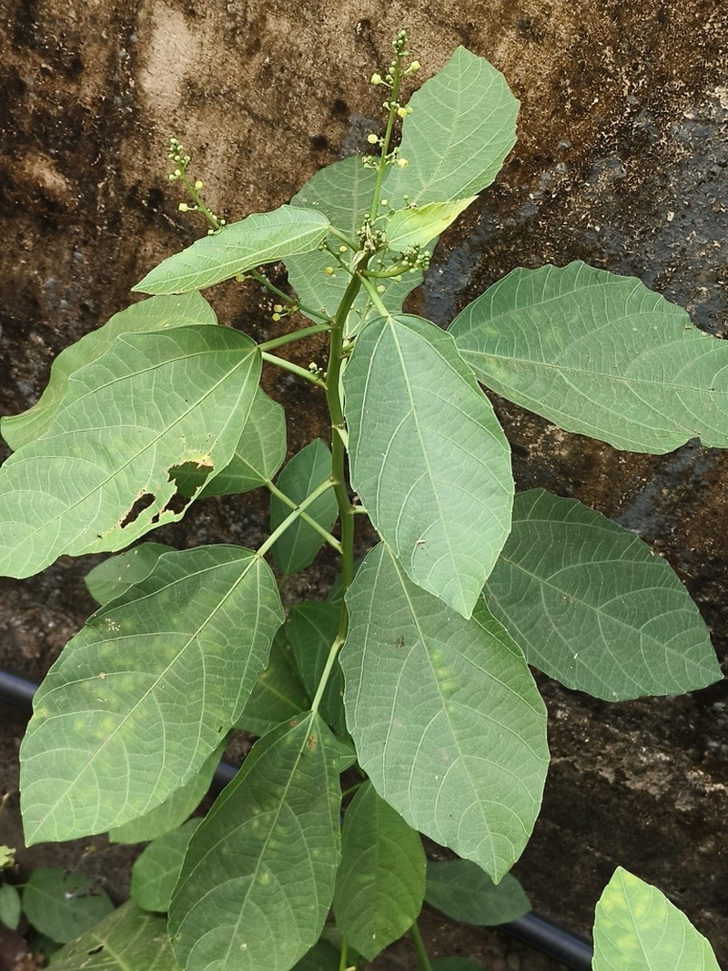 Baliospermum solanifolium photo 8