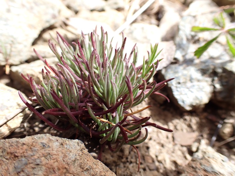 Balkana spergulifolia