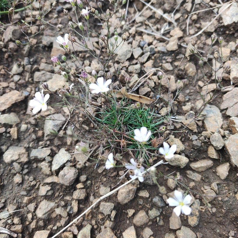 Balkana spergulifolia photo 2