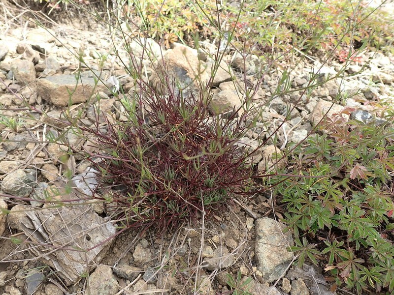 Balkana spergulifolia photo 3