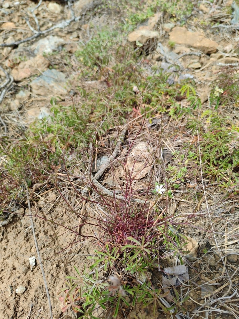 Balkana spergulifolia photo 5