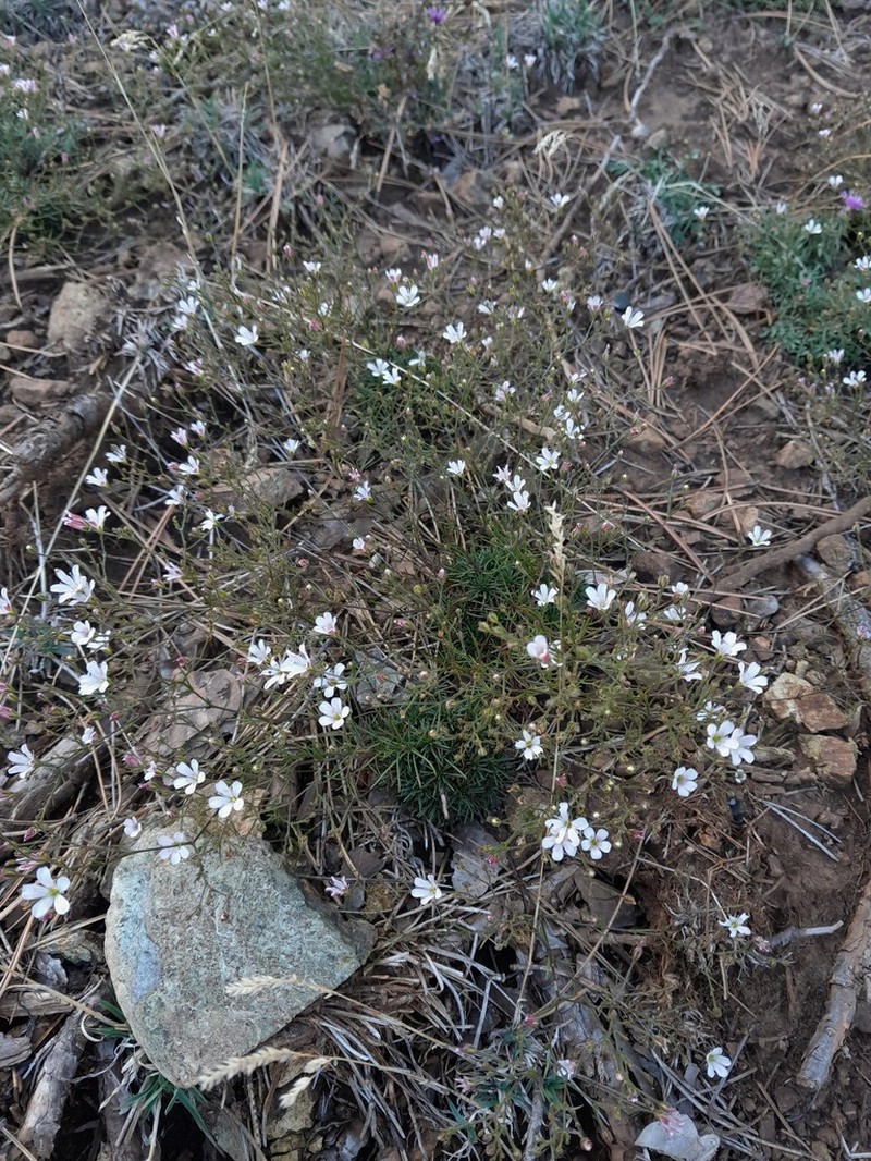 Balkana spergulifolia photo 6