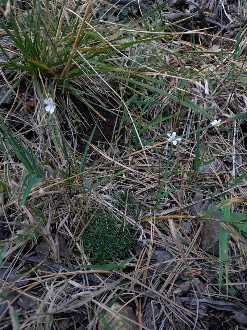 Balkana spergulifolia photo 7