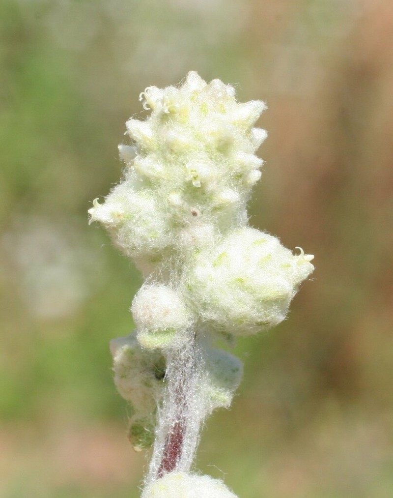Balladonia aervoides