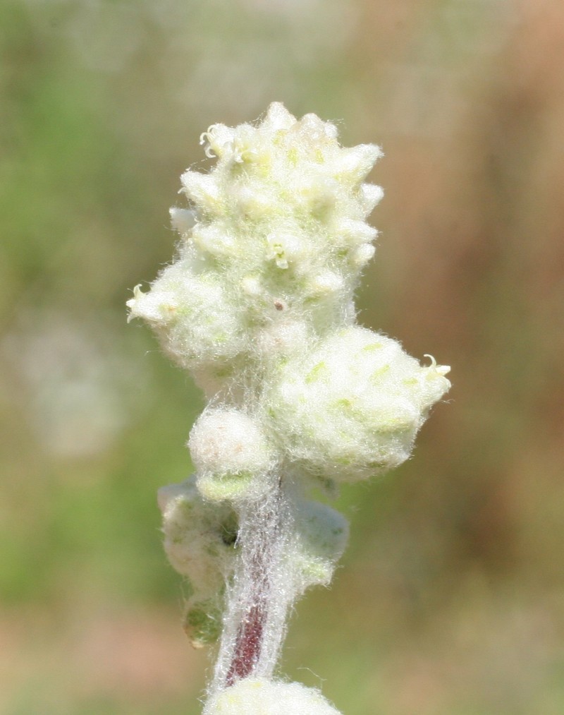 Balladonia aervoides photo 2
