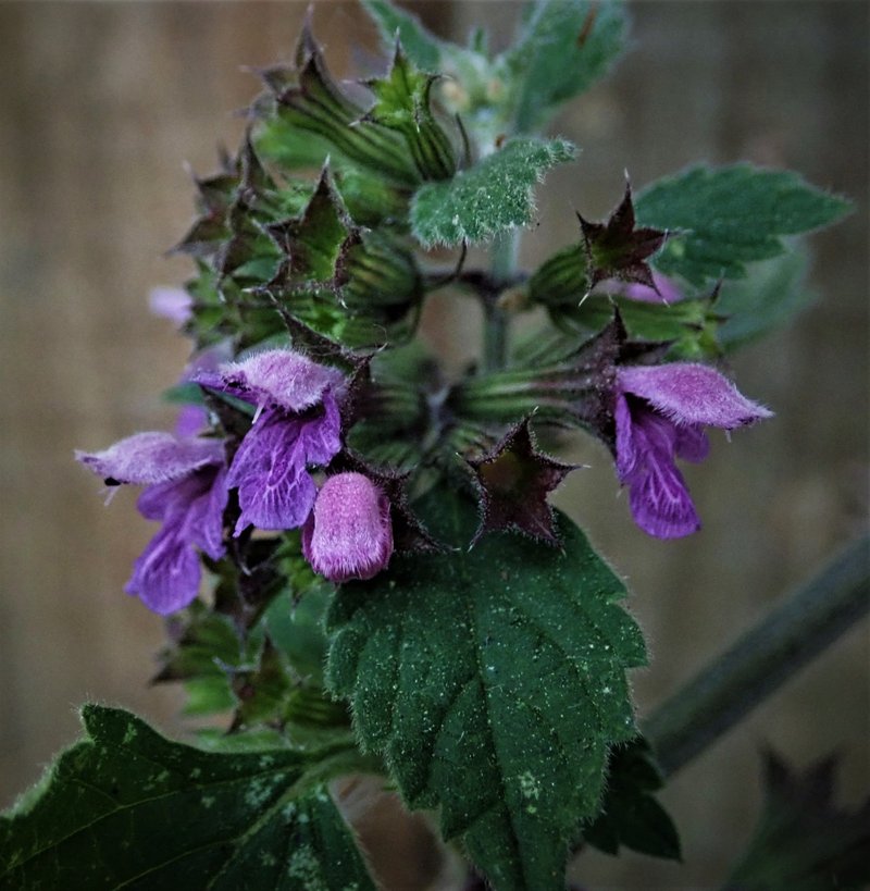 Black Horehound photo 5