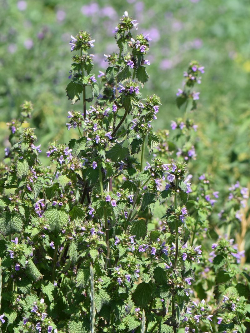 Black Horehound photo 6