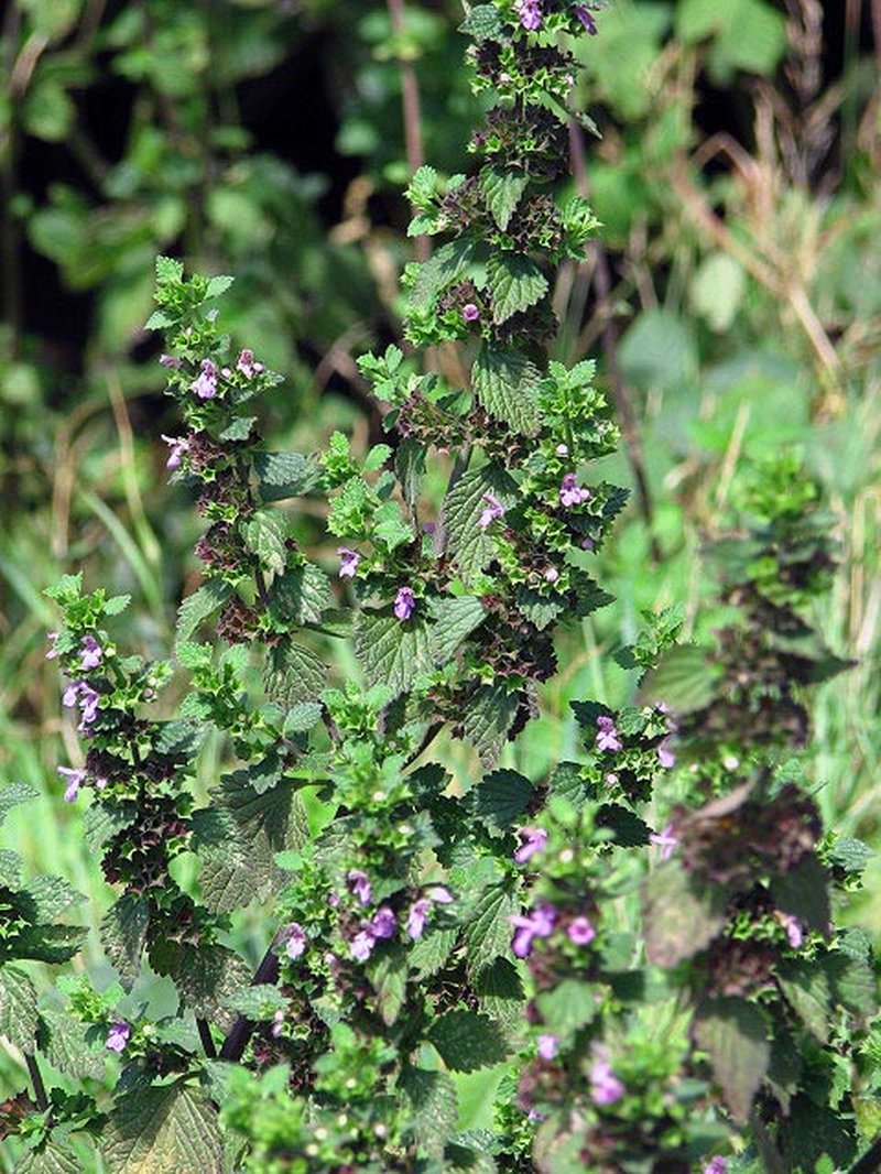 Black Horehound photo 7